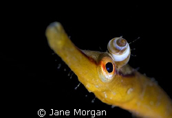Pipefish taken in Shetland sporting this years 'must have... by Jane Morgan 